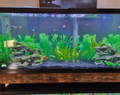Madagascar Rainbow Fish: Complete Guide to Care, & Tank Size.